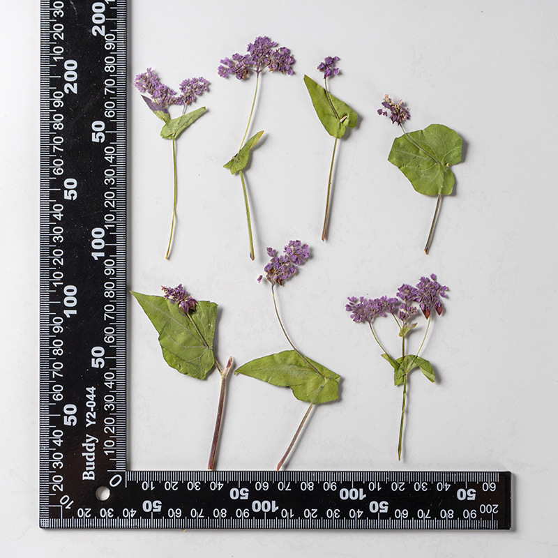 1 مجموعة الطبيعية المجففة فاجو - مراجعة Resin Art Bookmark وسعره